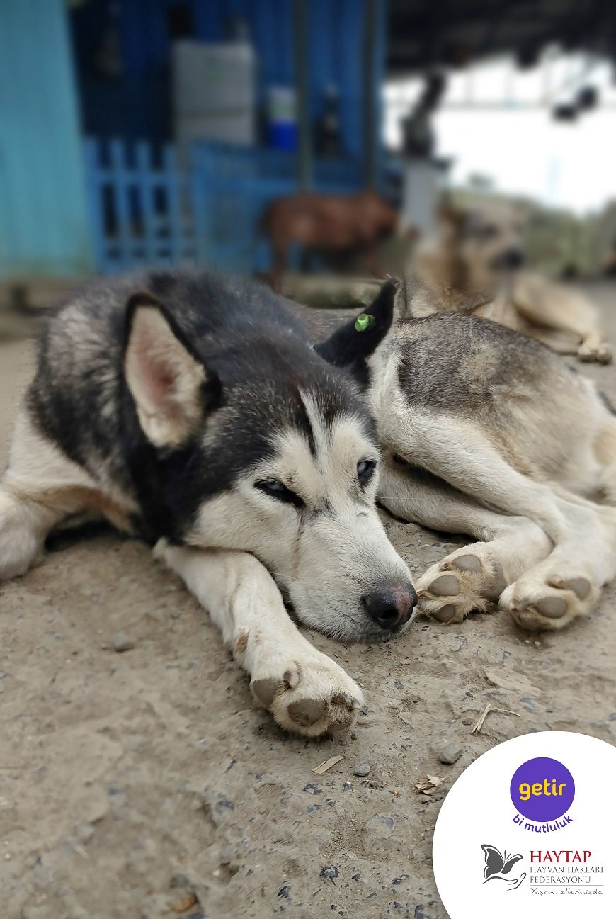 Getir - Mama Gönder Kampanyası