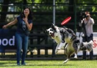 Disc Dog Challenge