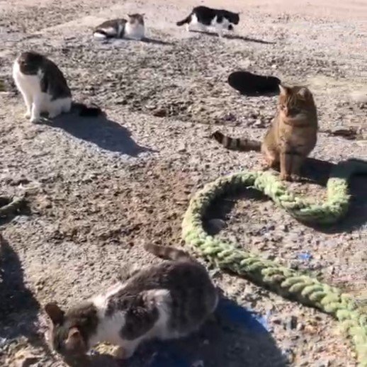 sivriadadaki kediler