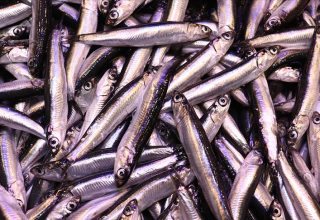 İstanbul’da Kasım Ayının Lideri Hamsi Oldu