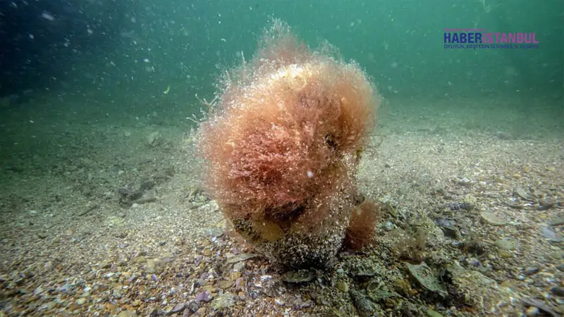 Tuzla sahillerinde keşfedilen deniz çayırı ile pinalara bilimsel takip