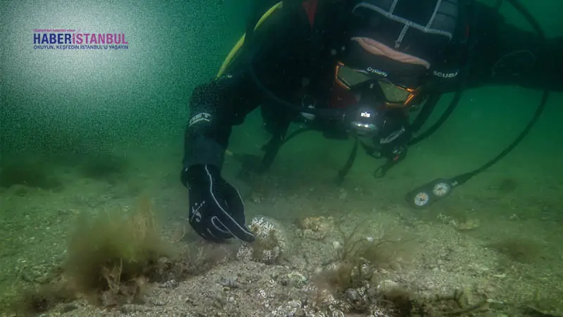 deniz çayırı ile pina